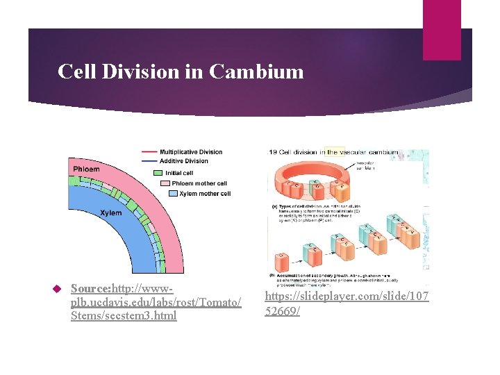 Cell Division in Cambium Source: http: //www plb. ucdavis. edu/labs/rost/Tomato/ Stems/secstem 3. html https: