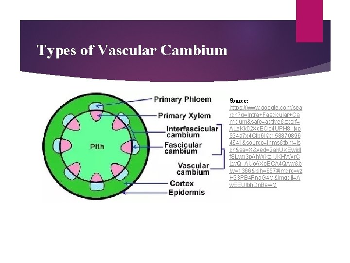 Types of Vascular Cambium Source: https: //www. google. com/sea rch? q=Intra+Fascicular+Ca mbium&safe=active&sxsrf= ALe. Kk