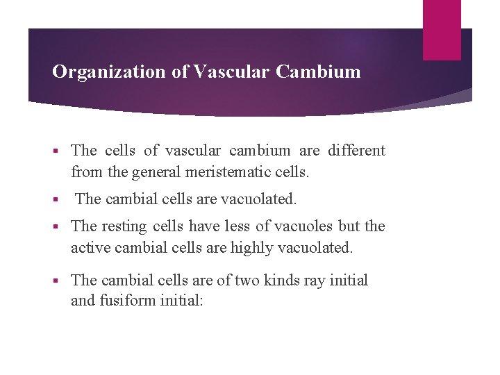 Organization of Vascular Cambium § § The cells of vascular cambium are different from