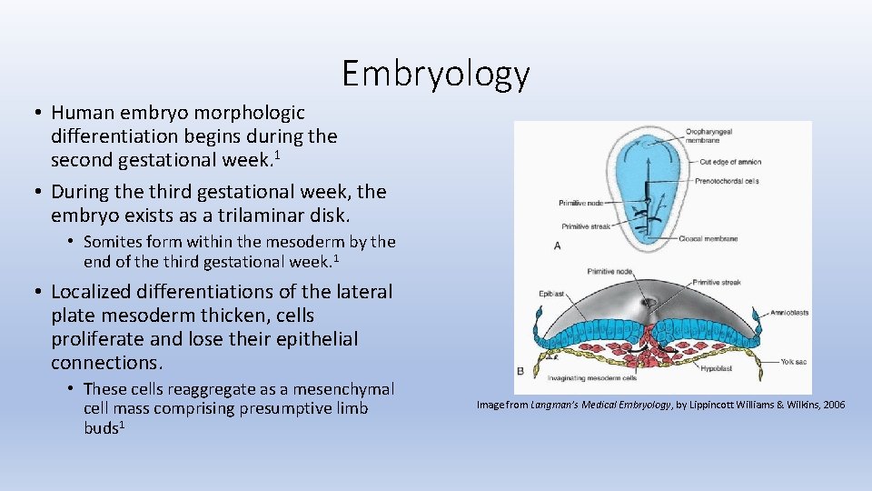 Embryology • Human embryo morphologic differentiation begins during the second gestational week. 1 •