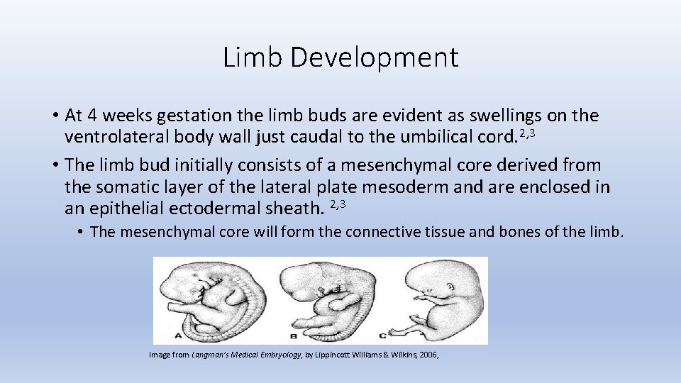 Limb Development • At 4 weeks gestation the limb buds are evident as swellings