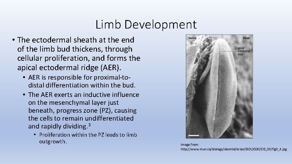 Limb Development • The ectodermal sheath at the end of the limb bud thickens,
