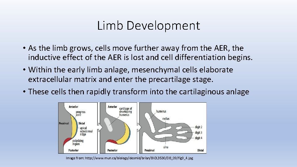 Limb Development • As the limb grows, cells move further away from the AER,