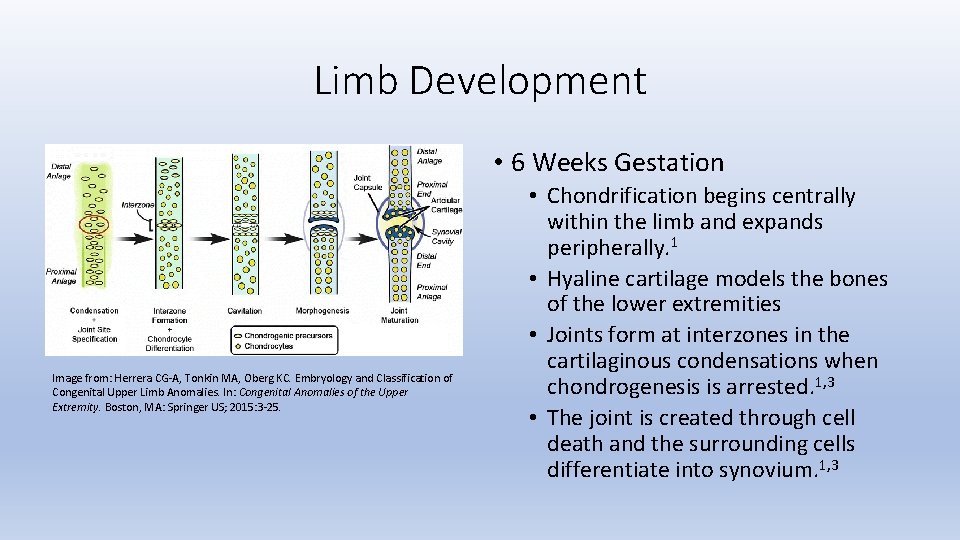 Limb Development • 6 Weeks Gestation Image from: Herrera CG-A, Tonkin MA, Oberg KC.