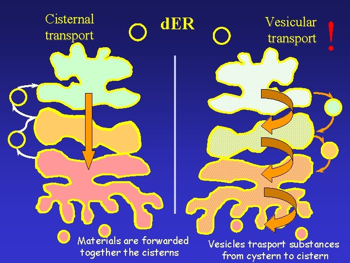 Cisternal transport d. ER Materials are forwarded together the cisterns Vesicular transport ! Vesicles