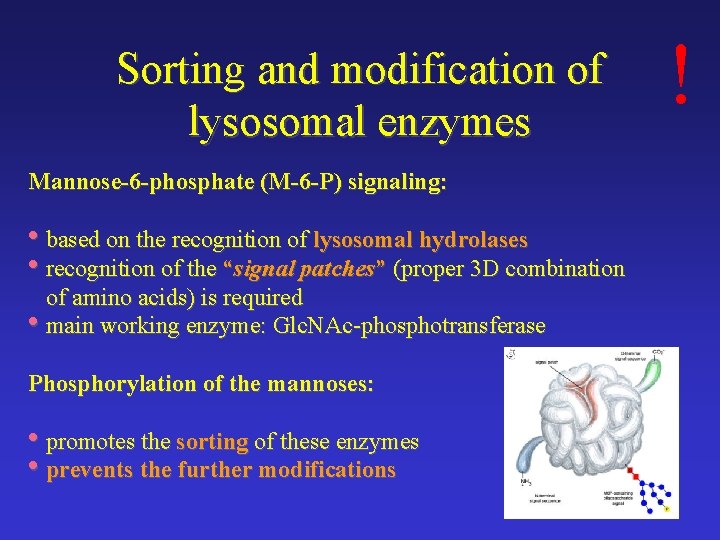 Sorting and modification of lysosomal enzymes Mannose-6 -phosphate (M-6 -P) signaling: • based on