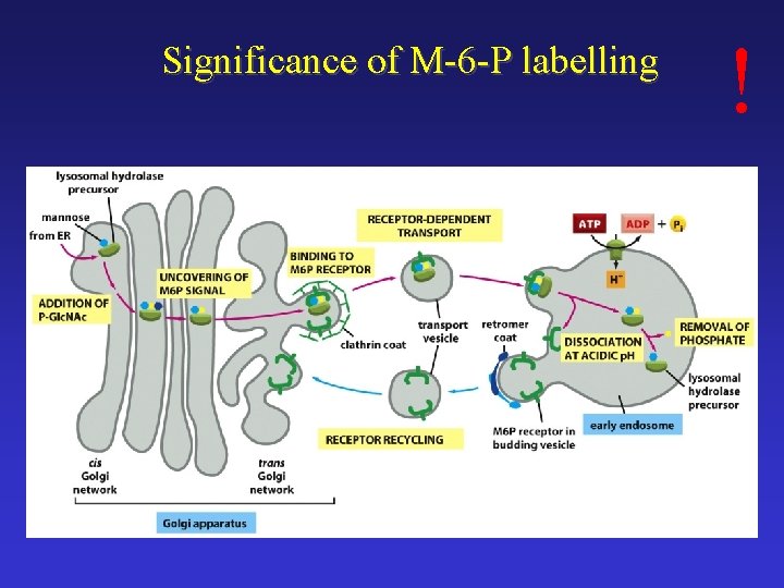 Significance of M-6 -P labelling ! 