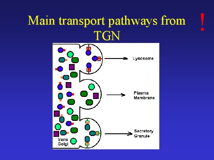 Main transport pathways from TGN ! 
