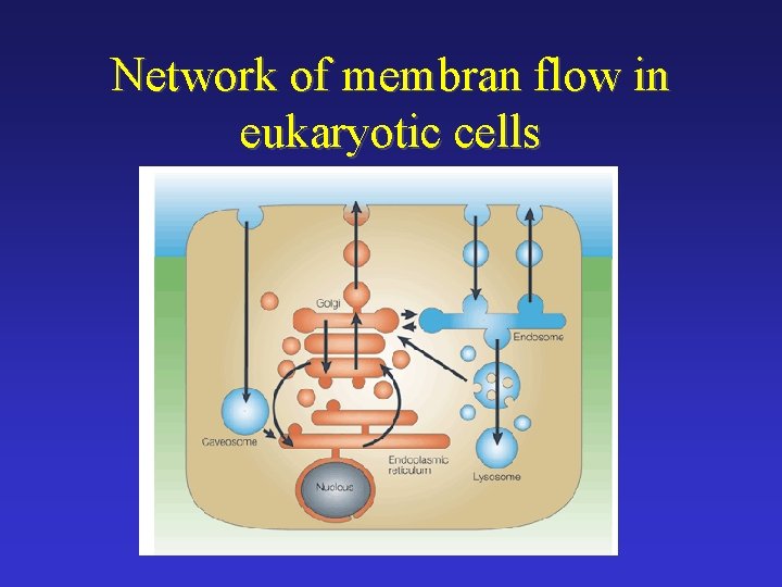 Network of membran flow in eukaryotic cells 