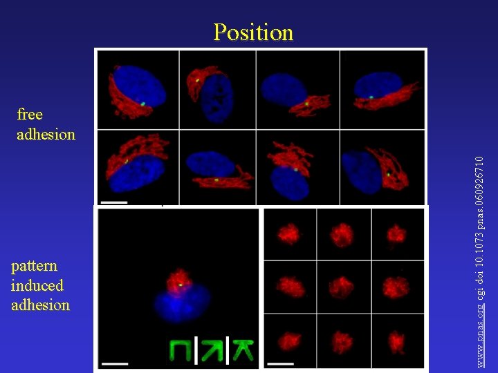 pattern induced adhesion www. pnas. org cgi doi 10. 1073 pnas. 060926710 Position free