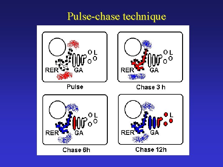 Pulse-chase technique 