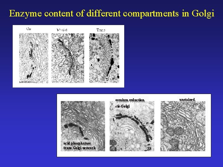 Enzyme content of different compartments in Golgi osmium reduction cis-Golgi acid phosphatase trans Golgi