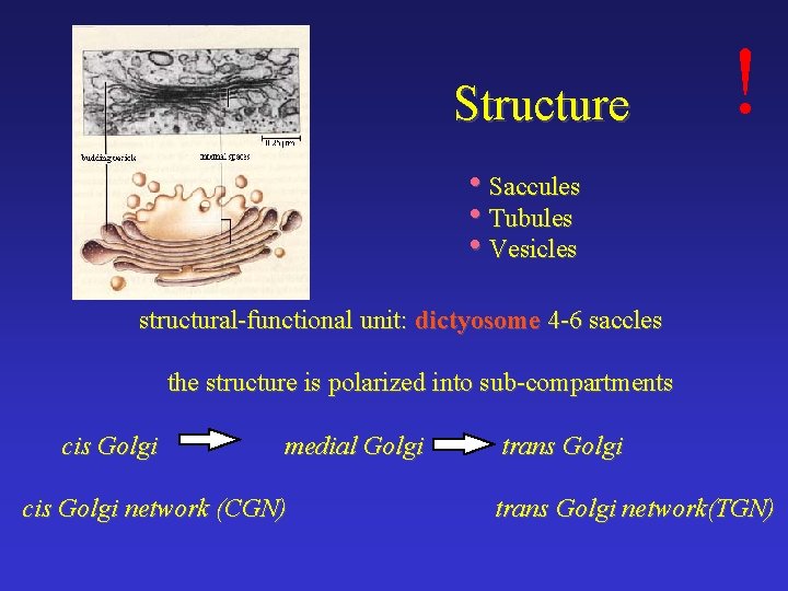 Structure ! • Saccules • Tubules • Vesicles structural-functional unit: dictyosome 4 -6 saccles