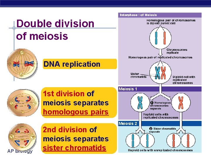 Double division of meiosis DNA replication 1 st division of meiosis separates homologous pairs