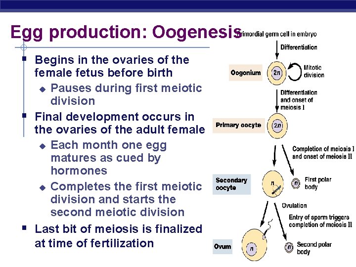 Egg production: Oogenesis § Begins in the ovaries of the § § female fetus