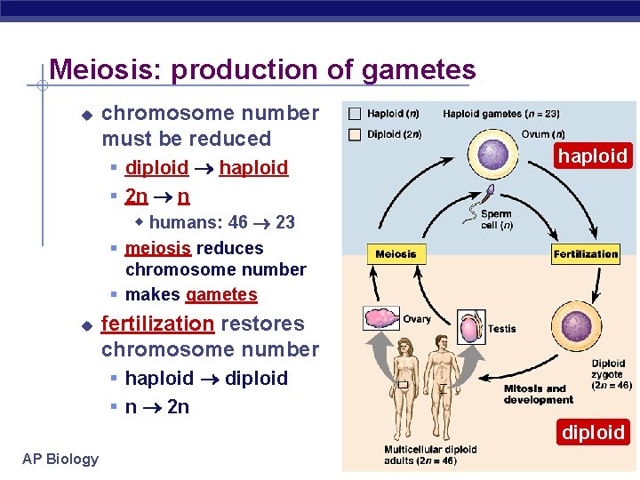 Meiosis: production of gametes u chromosome number must be reduced § diploid haploid §