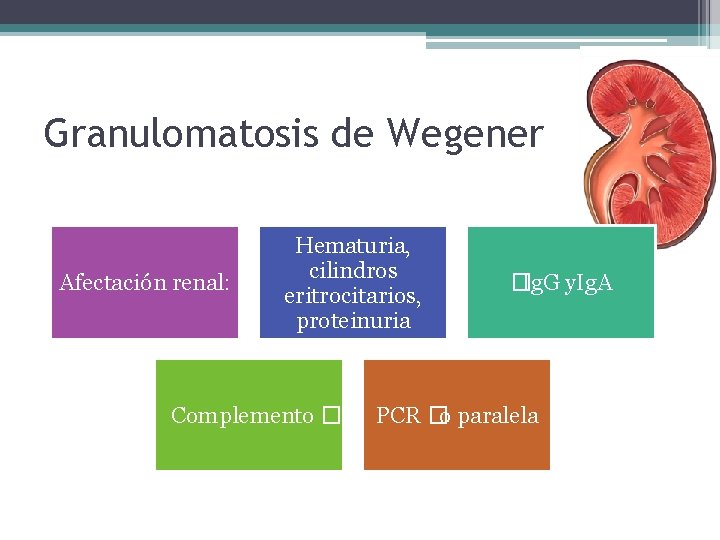 Granulomatosis de Wegener Afectación renal: Hematuria, cilindros eritrocitarios, proteinuria Complemento � �Ig. G y.