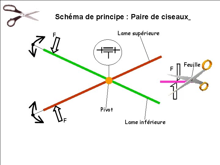 Schéma de principe : Paire de ciseaux Lame supérieure F F Pivot F Lame