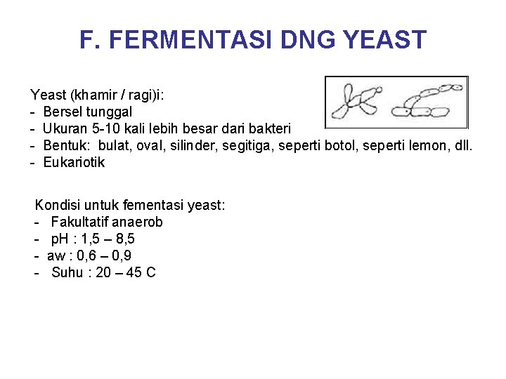 F. FERMENTASI DNG YEAST Yeast (khamir / ragi)i: - Bersel tunggal - Ukuran 5