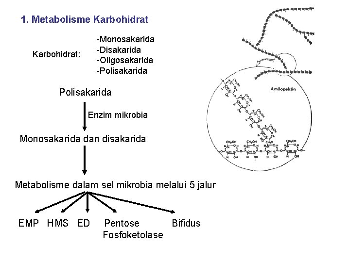 1. Metabolisme Karbohidrat -Monosakarida -Disakarida -Oligosakarida -Polisakarida Karbohidrat: Polisakarida Enzim mikrobia Monosakarida dan disakarida