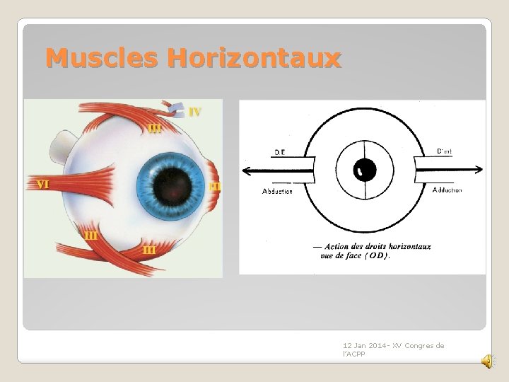 Muscles Horizontaux 12 Jan 2014 - XV Congres de l’ACPP 