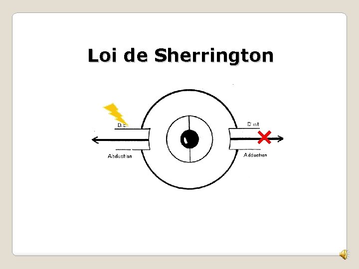 Loi de Sherrington 