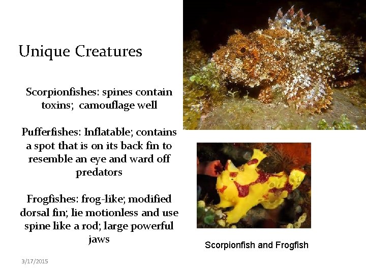 Unique Creatures Scorpionfishes: spines contain toxins; camouflage well Pufferfishes: Inflatable; contains a spot that