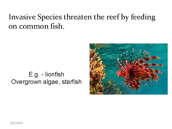 Invasive Species threaten the reef by feeding on common fish. E. g. - lionfish
