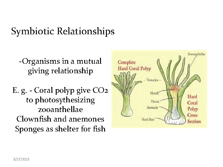 Symbiotic Relationships -Organisms in a mutual giving relationship E. g. - Coral polyp give