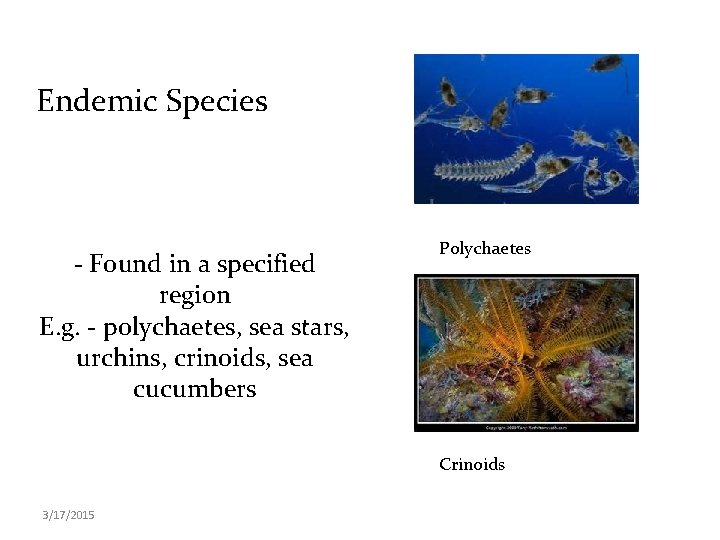 Endemic Species - Found in a specified region E. g. - polychaetes, sea stars,