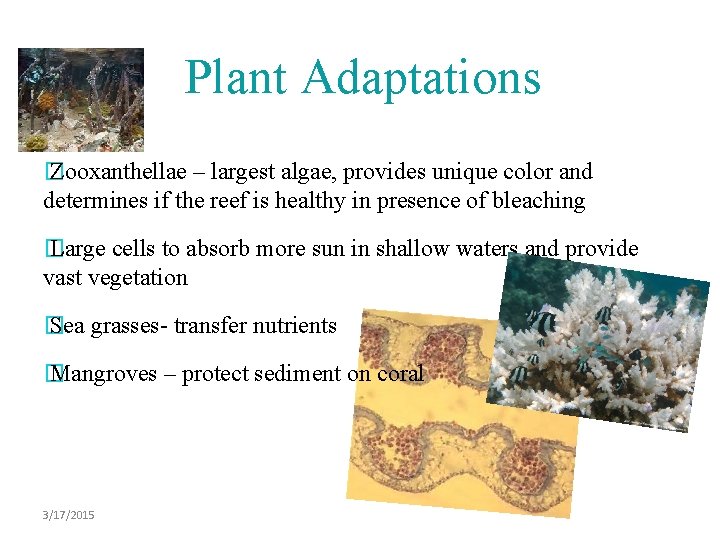 Plant Adaptations � Zooxanthellae – largest algae, provides unique color and determines if the