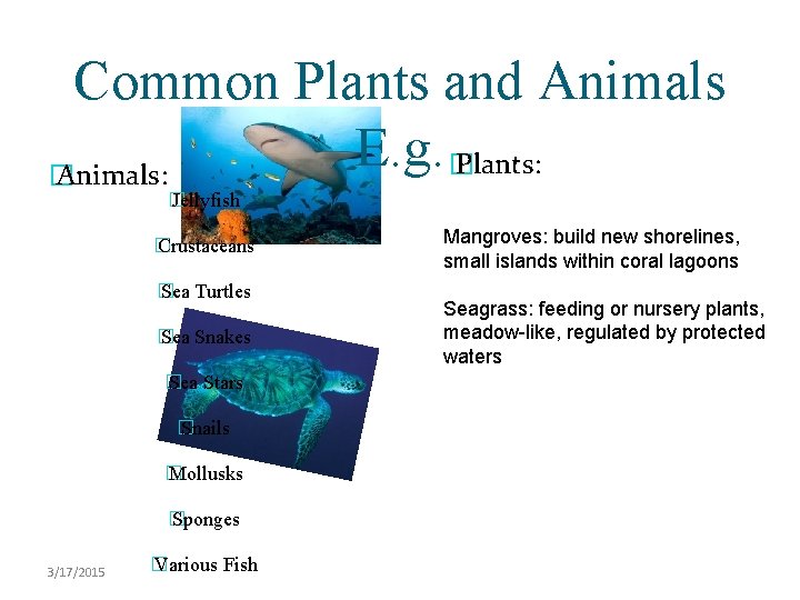 Common Plants and Animals E. g. � Plants: � Animals: � Jellyfish � Crustaceans