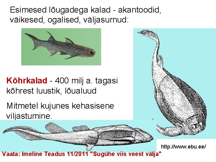 Esimesed lõugadega kalad - akantoodid, väikesed, ogalised, väljasurnud: Kõhrkalad - 400 milj a. tagasi