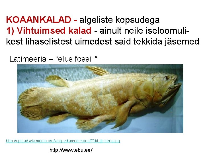KOAANKALAD - algeliste kopsudega 1) Vihtuimsed kalad - ainult neile iseloomulikest lihaselistest uimedest said
