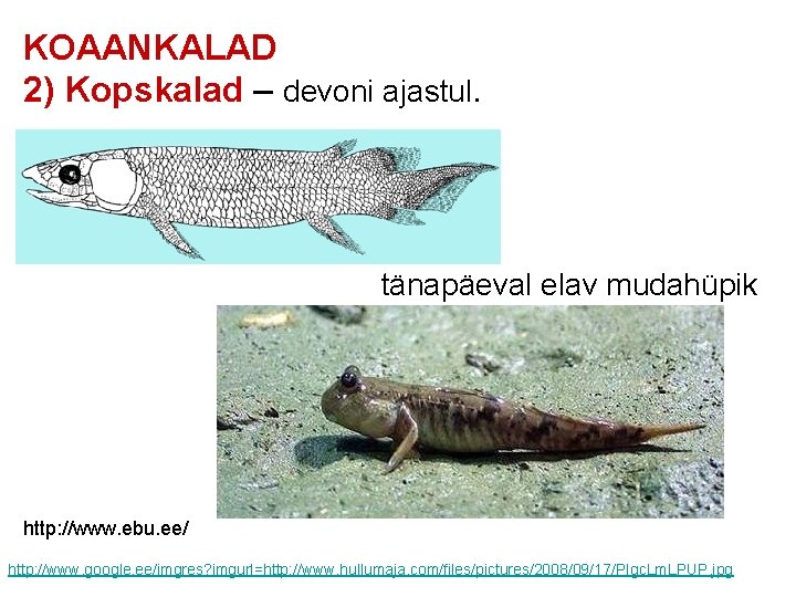KOAANKALAD 2) Kopskalad – devoni ajastul. tänapäeval elav mudahüpik http: //www. ebu. ee/ http: