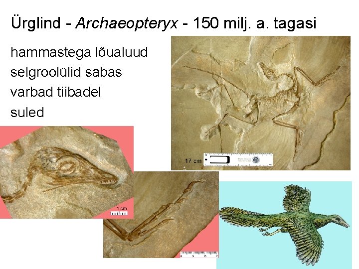 Ürglind - Archaeopteryx - 150 milj. a. tagasi hammastega lõualuud selgroolülid sabas varbad tiibadel