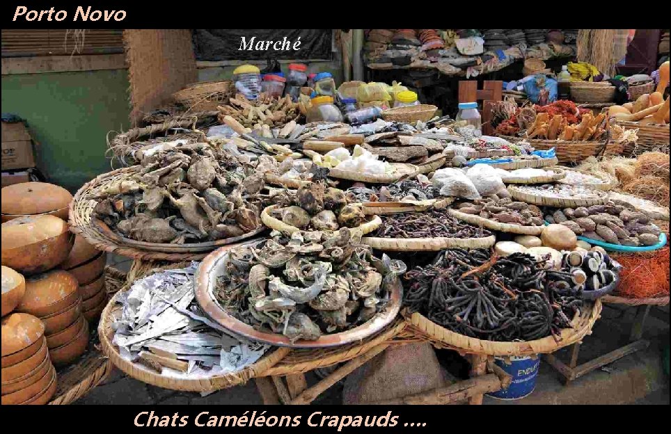 Porto Novo Marché Chats Caméléons Crapauds …. 