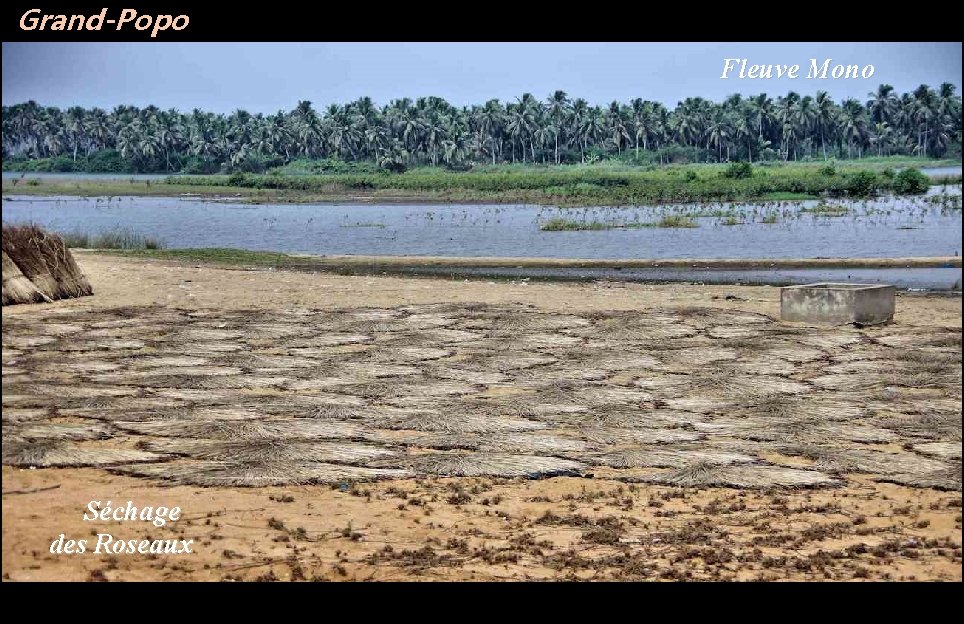 Grand-Popo Fleuve Mono Séchage des Roseaux 