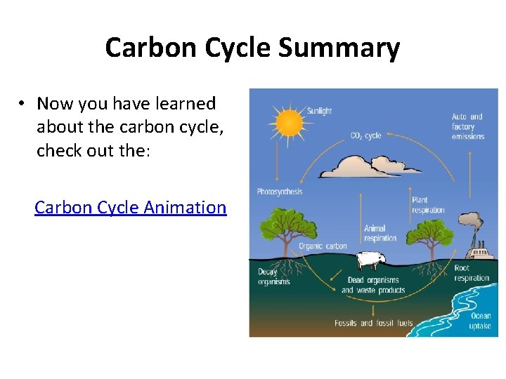 Carbon Cycle Summary • Now you have learned about the carbon cycle, check out