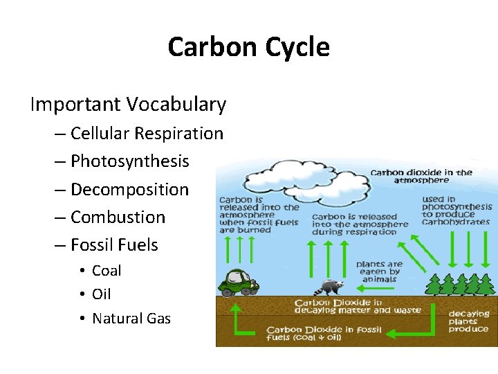 Carbon Cycle Important Vocabulary – Cellular Respiration – Photosynthesis – Decomposition – Combustion –