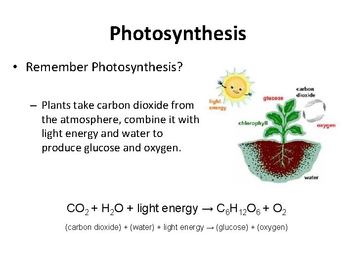 Photosynthesis • Remember Photosynthesis? – Plants take carbon dioxide from the atmosphere, combine it