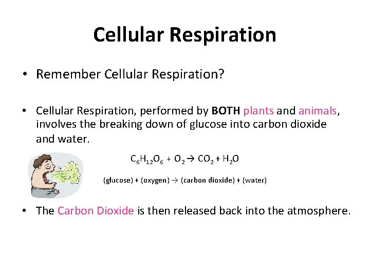 Cellular Respiration • Remember Cellular Respiration? • Cellular Respiration, performed by BOTH plants and