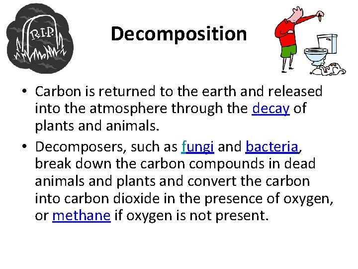 Decomposition • Carbon is returned to the earth and released into the atmosphere through