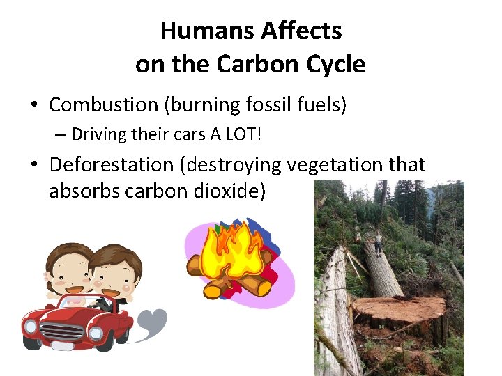 Humans Affects on the Carbon Cycle • Combustion (burning fossil fuels) – Driving their