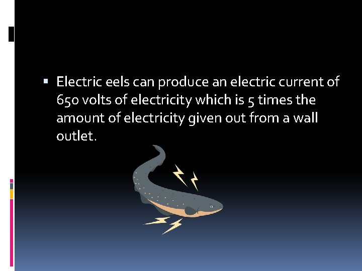  Electric eels can produce an electric current of 650 volts of electricity which