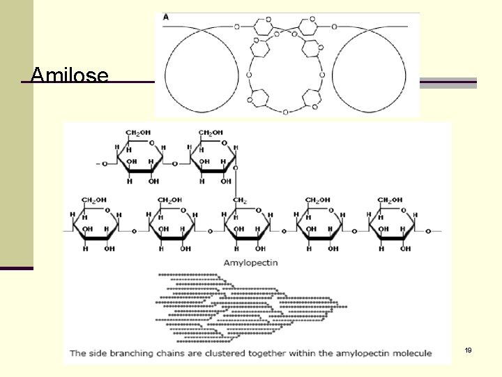 Amilose 19 
