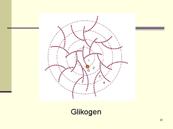 Glikogen 22 