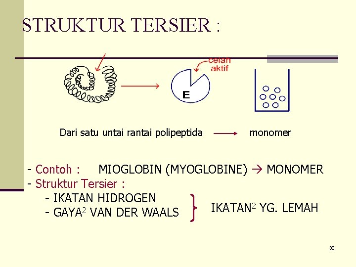 STRUKTUR TERSIER : Dari satu untai rantai polipeptida monomer - Contoh : MIOGLOBIN (MYOGLOBINE)