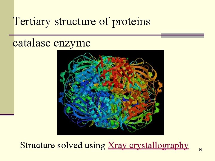 Tertiary structure of proteins catalase enzyme Structure solved using Xray crystallography 39 