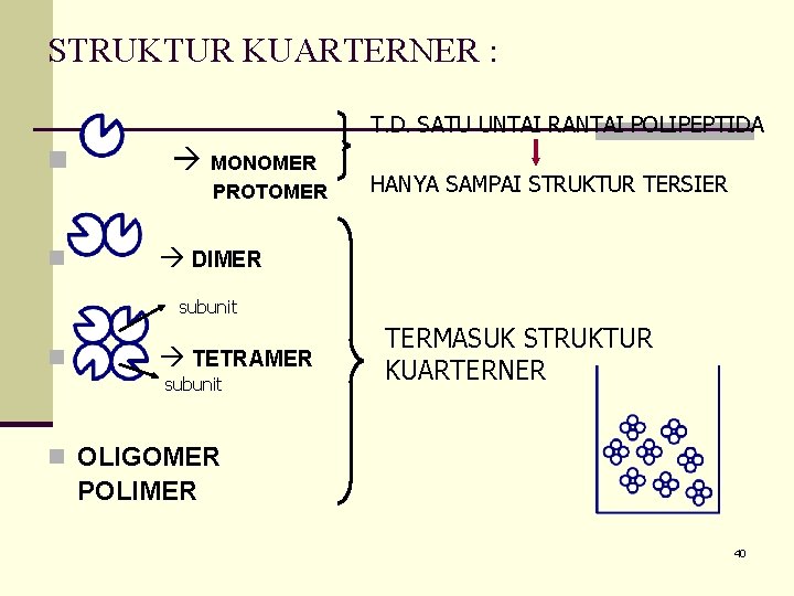 STRUKTUR KUARTERNER : T. D. SATU UNTAI RANTAI POLIPEPTIDA n MONOMER PROTOMER n HANYA